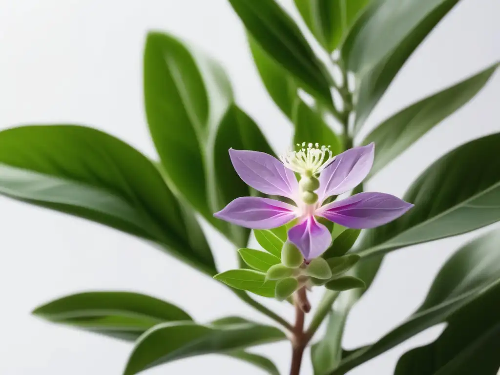 Beneficios Ashwagandha para la mente: imagen serena de planta con hojas verdes y flores púrpuras sobre fondo blanco